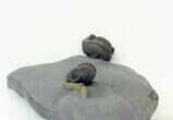 Double Eldredgeops Trilobite - Preserved Color Patterns! #26436-7